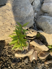 Salix nigra