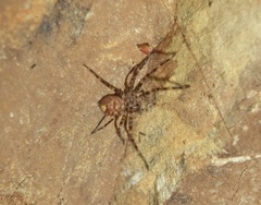 Heteropoda venatoria