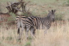 Equus quagga chapmani