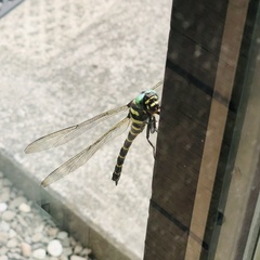 Anotogaster sieboldii sieboldii