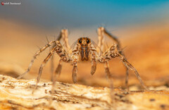 Pardosa crassipalpis