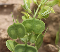 Biscutella auriculata