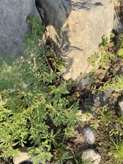 Leucospora multifida