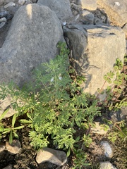 Leucospora multifida