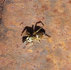 Heliophanus tribulosus