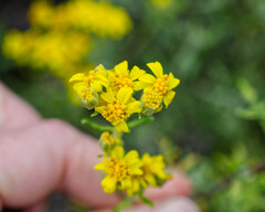Eriophyllum