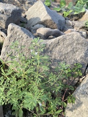 Leucospora multifida