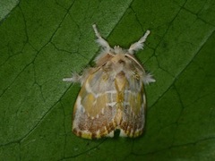 Lymantriinae