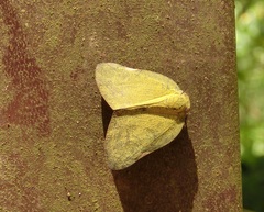 Ricania sublimata