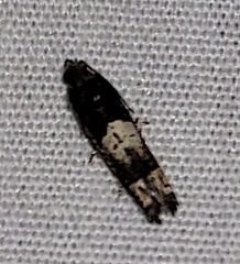Epiblema otiosana