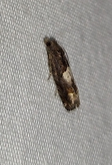 Epiblema otiosana