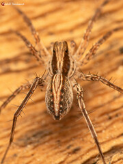 Pardosa crassipalpis