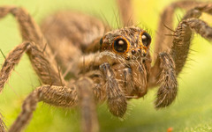 Pardosa crassipalpis