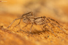 Pardosa crassipalpis