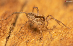 Pardosa crassipalpis