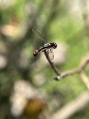 Sphaerophoria quadrituberculata