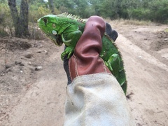 Iguana iguana