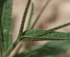 Biscutella auriculata