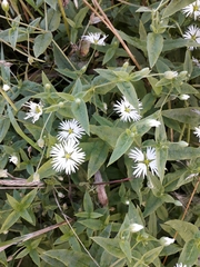 Stellaria radians