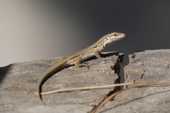 Podarcis siculus siculus