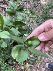Ruscus aculeatus