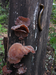 Auricularia cornea