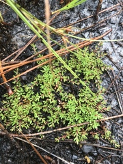 Pyxidanthera barbulata