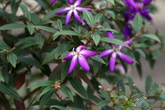 Pleroma semidecandrum