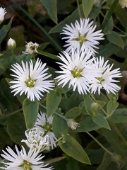 Stellaria radians