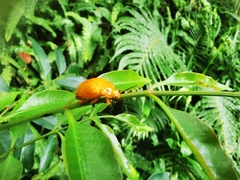Podontia lutea