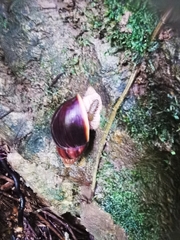 Lissachatina immaculata