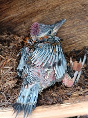 Dinopium benghalense