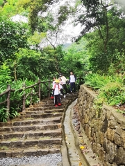 Lissachatina immaculata