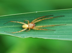 Neoscona adianta