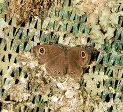 Ypthima huebneri