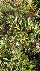 Morella quercifolia