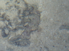 Scorpaenidae