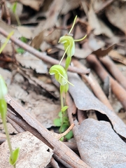 Pterostylis nana