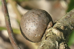 Disholcaspis quercusglobulus