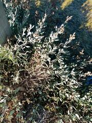 Atriplex portulacoides