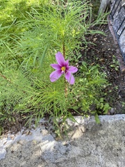 Cosmos parviflorus