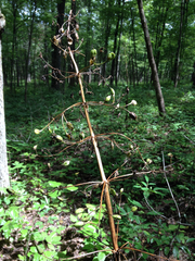 Frasera caroliniensis