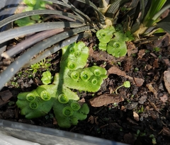 Marchantia polymorpha ruderalis