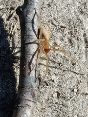 Cheiracanthium punctorium