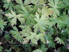 Geranium sibiricum