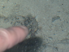 Scorpaenidae