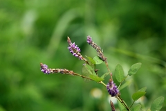 Grona heterocarpos
