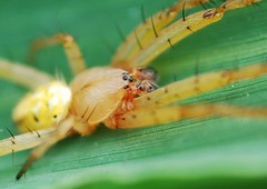 Neoscona adianta