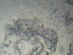 Scorpaenidae