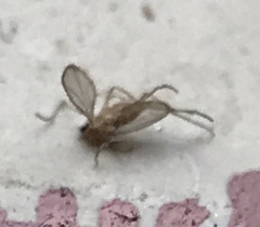 Phlebotominae